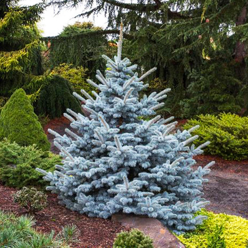 Avatar Blue Spruce Tree