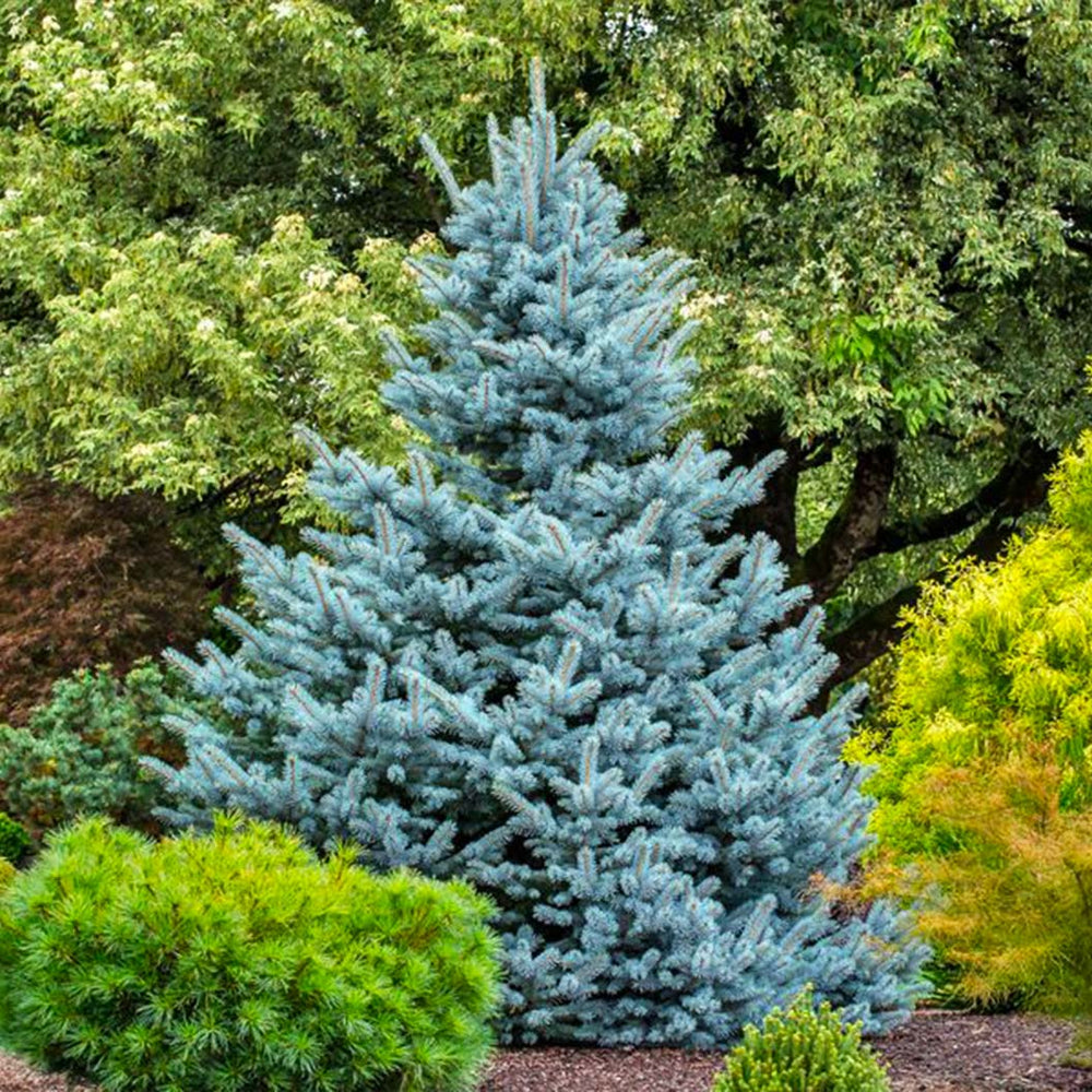 Avatar Blue Spruce Tree