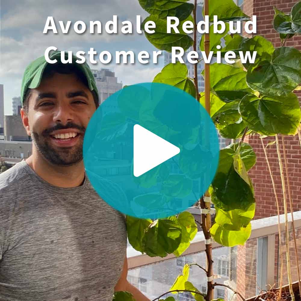 Avondale Redbud Tree