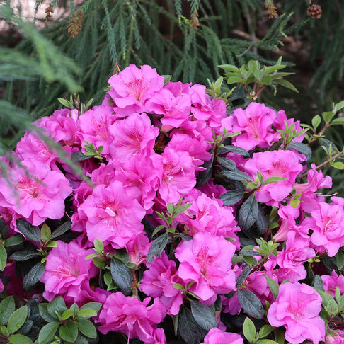 Proven Winners® Perfecto Mundo Double Purple Azalea Shrub