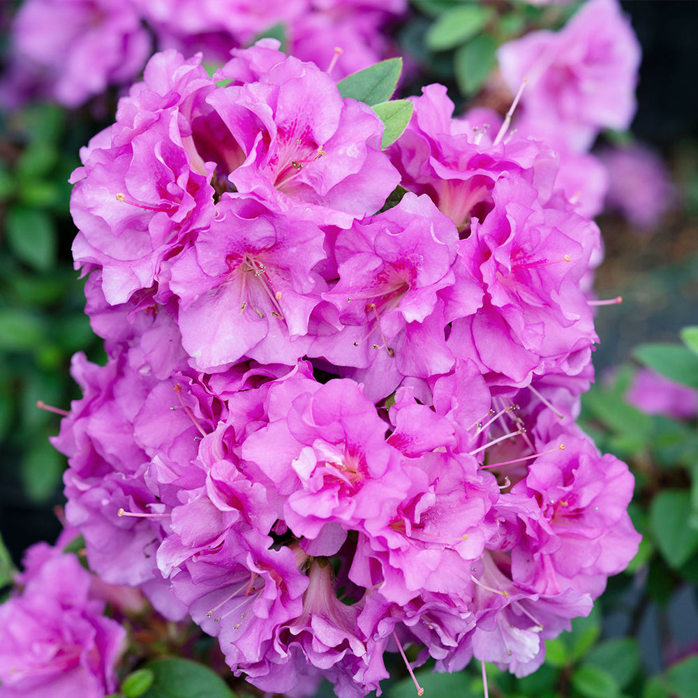 Proven Winners® Perfecto Mundo Double Purple Azalea Shrub