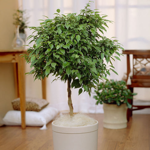 Benjamina Ficus