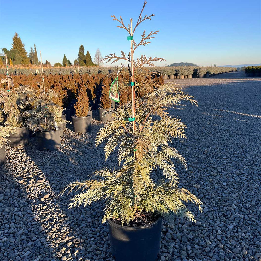 Blue Korean Arborvitae Tree