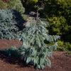 Blue Korean Arborvitae Tree