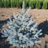 Blue Waves Colorado Spruce Tree