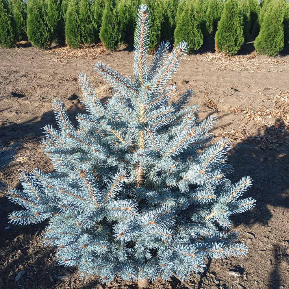 Blue Waves Colorado Spruce Tree