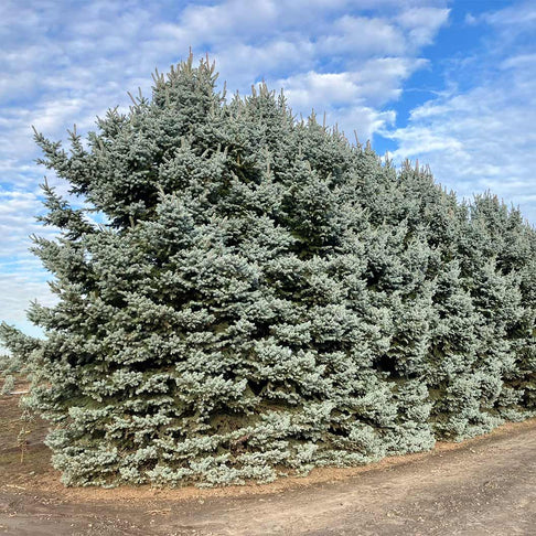 Blue Waves Colorado Spruce Tree