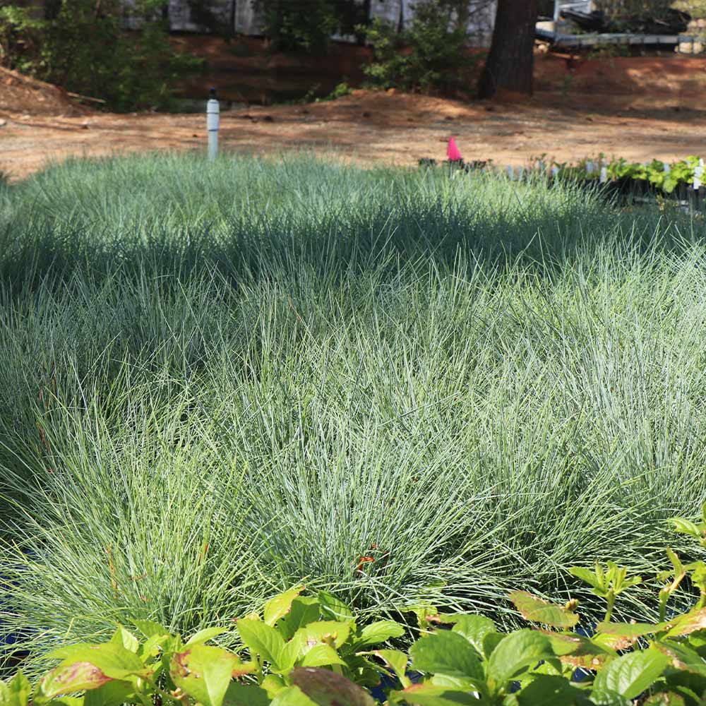 Blue Fescue Grass