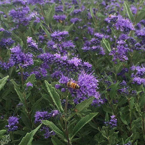 Blue Mist Bluebeard Shrub