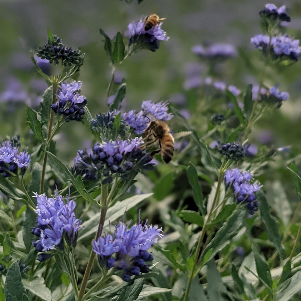 Blue Mist Bluebeard Shrub