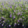 Blue Mist Bluebeard Shrub