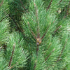 Bosnian Pine Tree