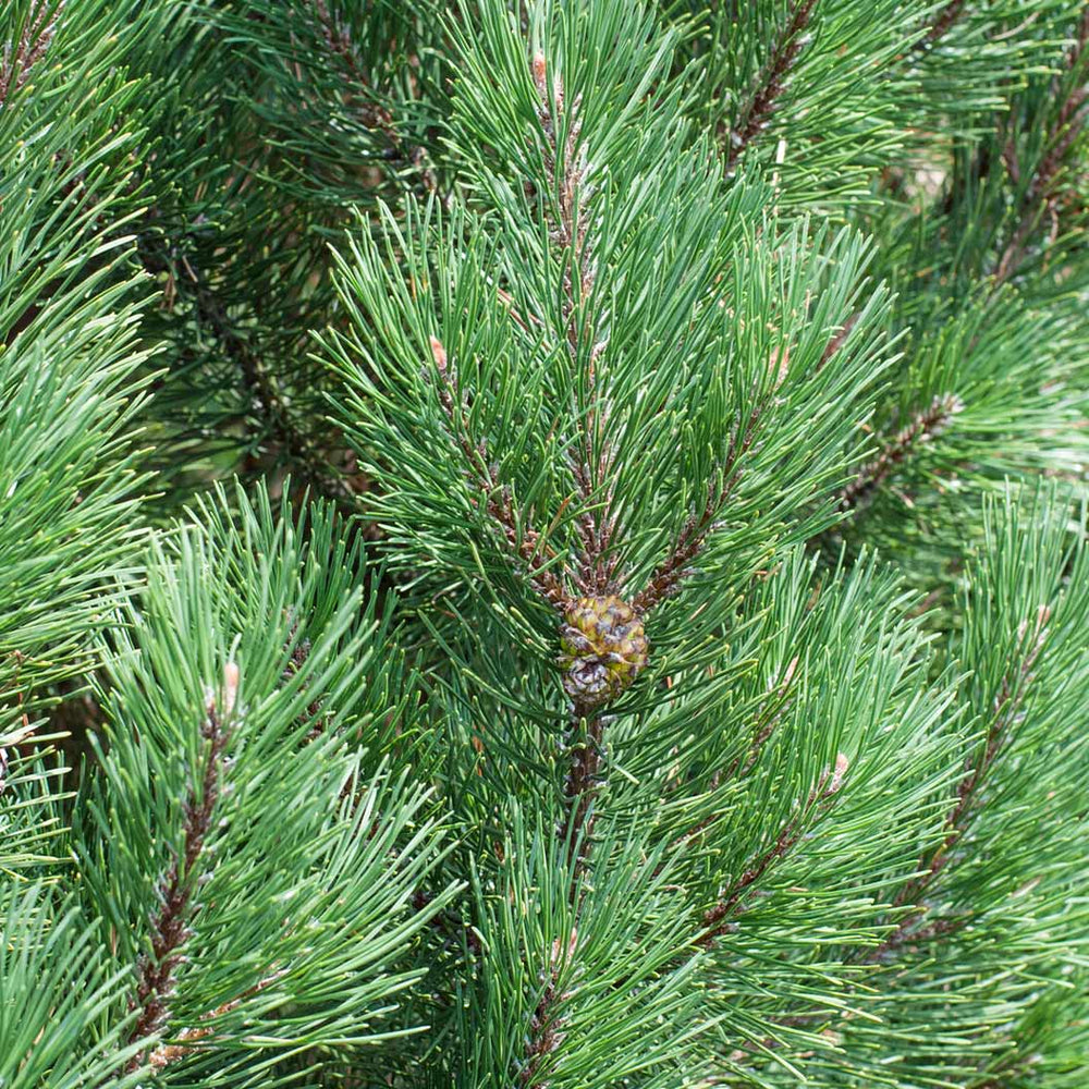 Bosnian Pine Tree