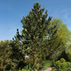 Bosnian Pine Tree