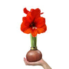 Bronze Wax-Dipped Amaryllis Bulb with Sovereign Blooms