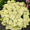 Bubble Bath™ Hardy Panicle Hydrangea Shrub