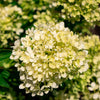 Bubble Bath™ Hardy Panicle Hydrangea Shrub