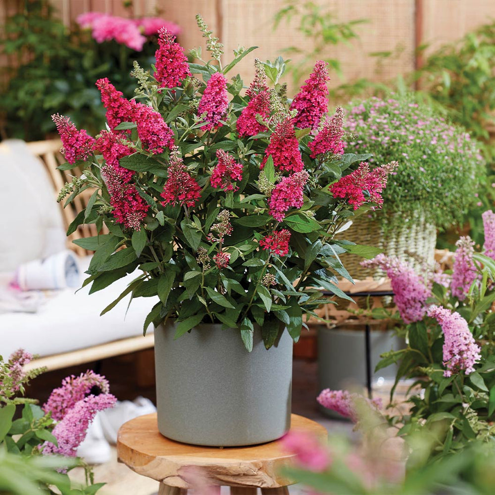 Li'l Raspberry Butterfly Bush