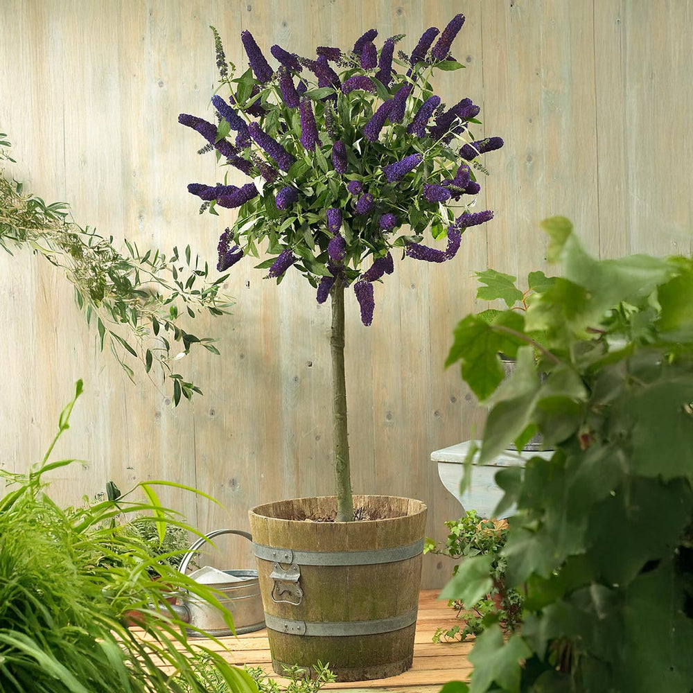 Black Knight Butterfly Bush (Tree Form)