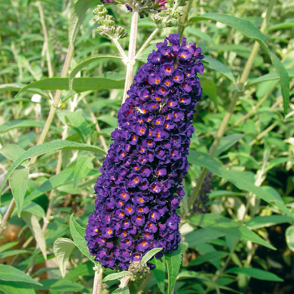 Black Knight Butterfly Bush (Tree Form)