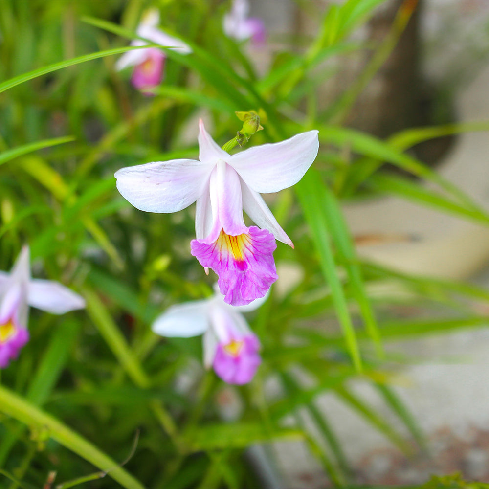 Bamboo Orchid