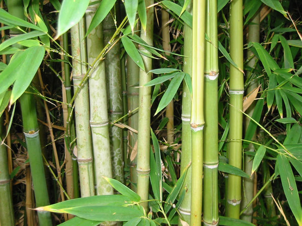 Bamboo Plants: Varieties That Aren’t Invasive