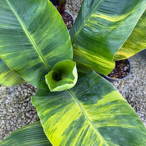 Dwarf Cavendish Variegated Banana Tree