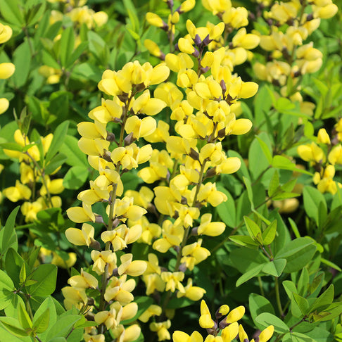American Goldfinch Baptisia Plant