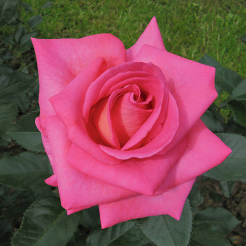 Barbra's Baby™ Rose Bush