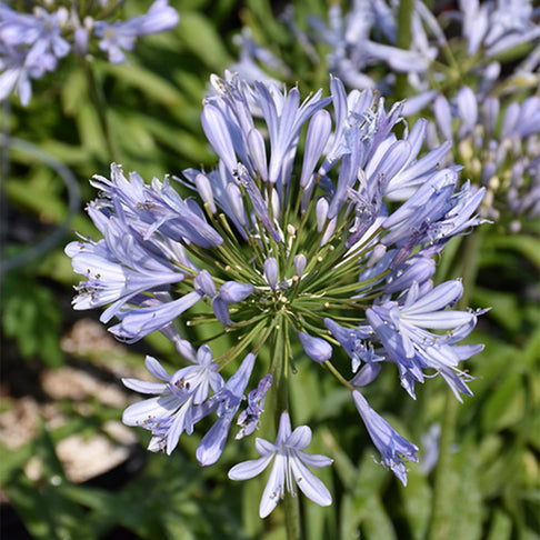 Straight A® Barley Blue Agapanthus