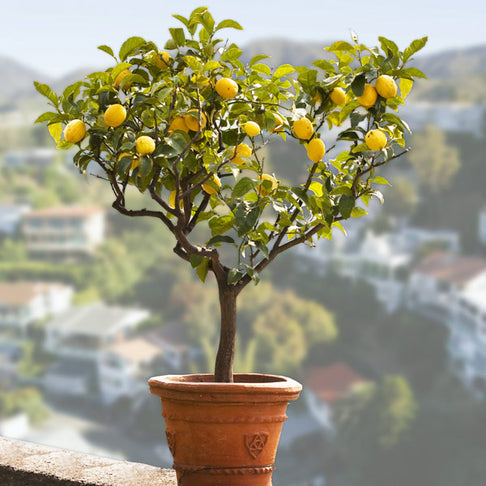 Bearss Lemon Tree