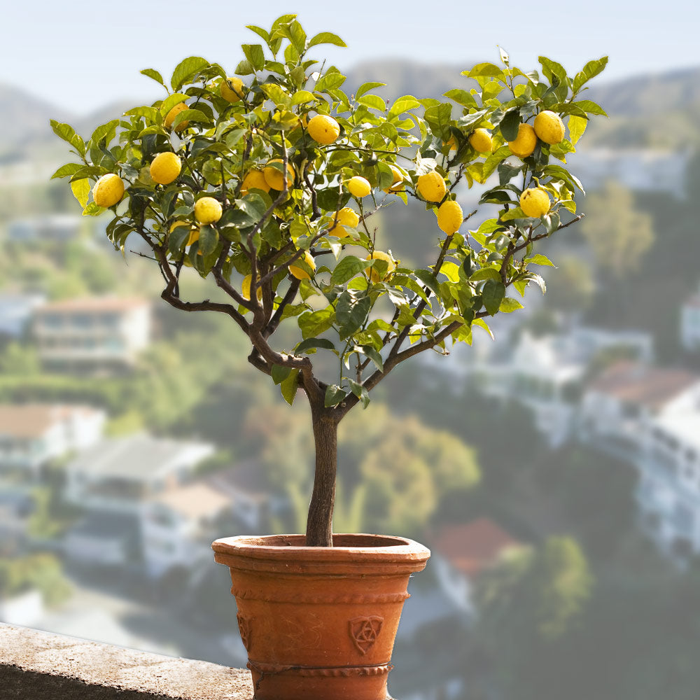 Bearss Lemon Tree Florida