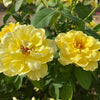 Bee Heaven™ Rose Shrub