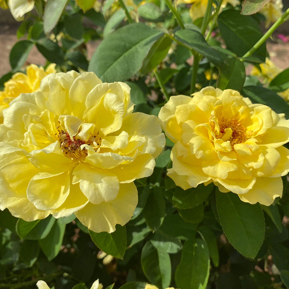 Bee Heaven™ Rose Shrub