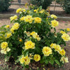 Bee Heaven™ Rose Shrub