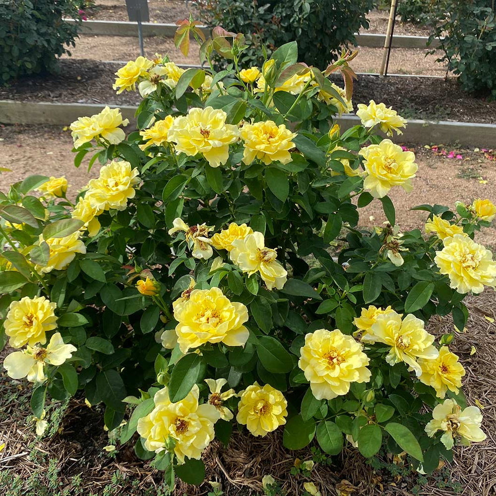 Bee Heaven™ Rose Shrub