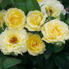 Bee Heaven™ Rose Shrub