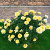 Bee Heaven™ Rose Shrub