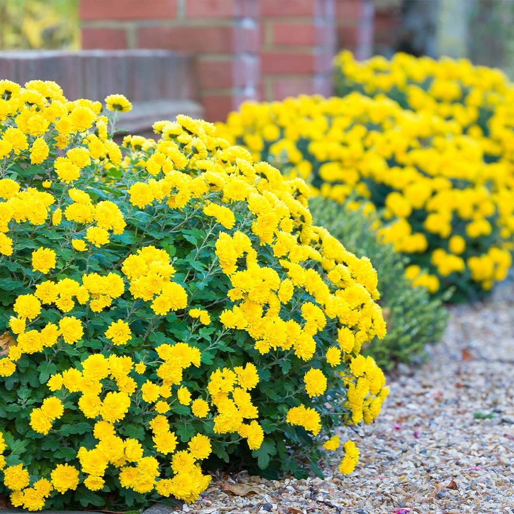 Yellow Belgian Mums®