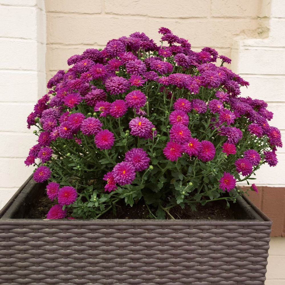 Purple Belgian Mums®