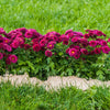 Purple Belgian Mums®
