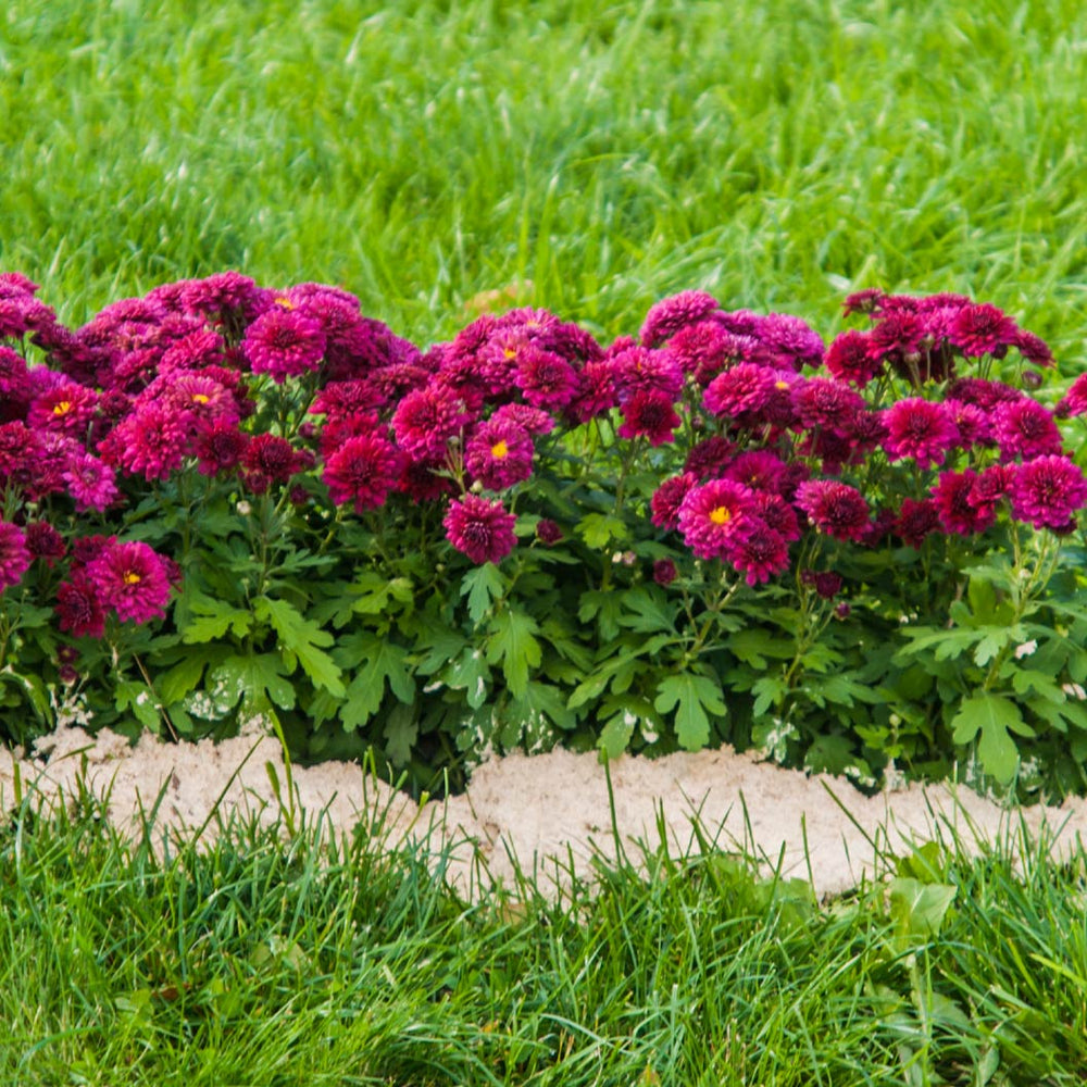 Purple Belgian Mums®