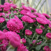 Purple Belgian Mums®