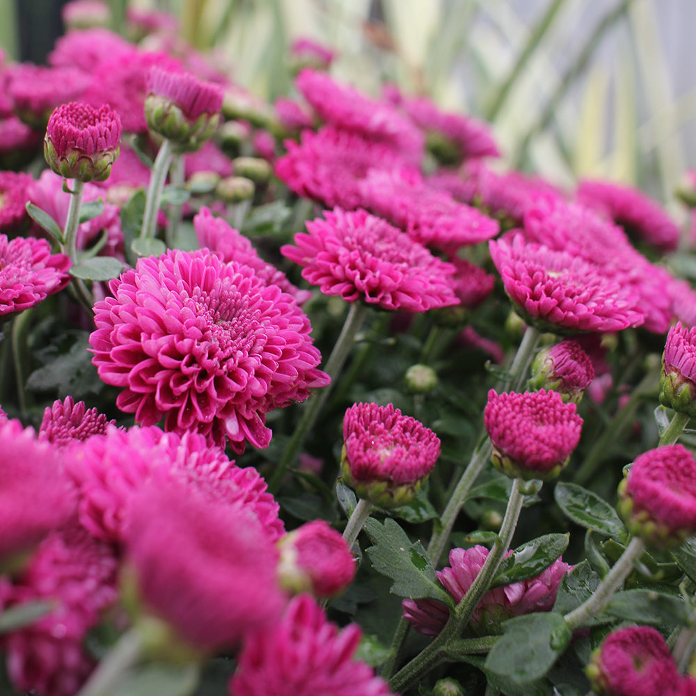 Purple Belgian Mums®
