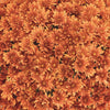 Orange Belgian Mums®