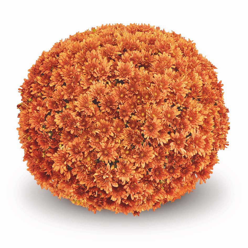 Orange Belgian Mums®