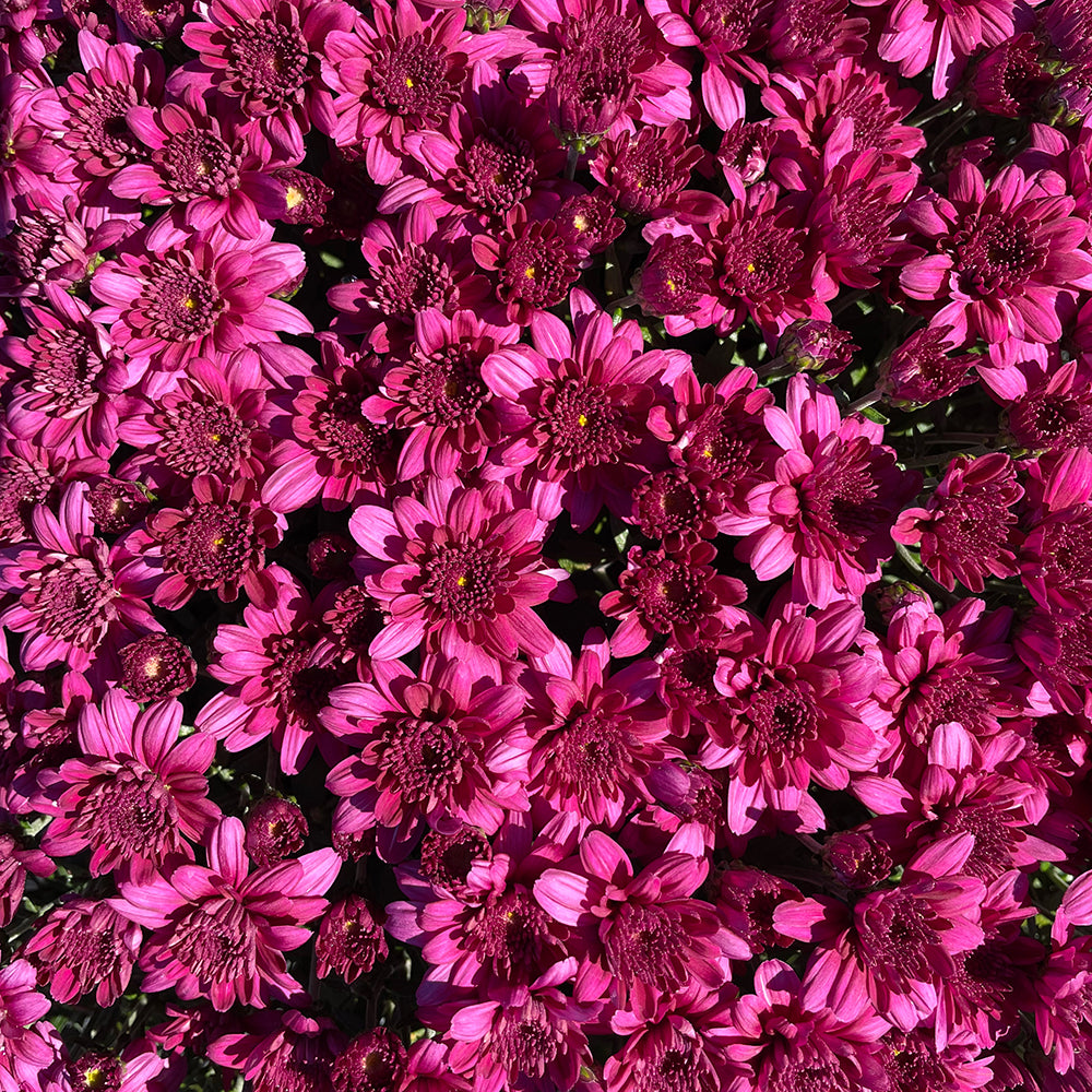Purple Belgian Mums®