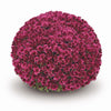 Purple Belgian Mums®