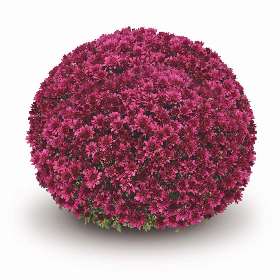 Purple Belgian Mums®