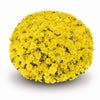 Yellow Belgian Mums®